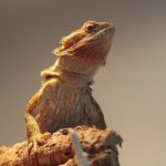 Fun Activities to Do With Your Bearded Dragon
