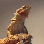 Fun Activities to Do With Your Bearded Dragon