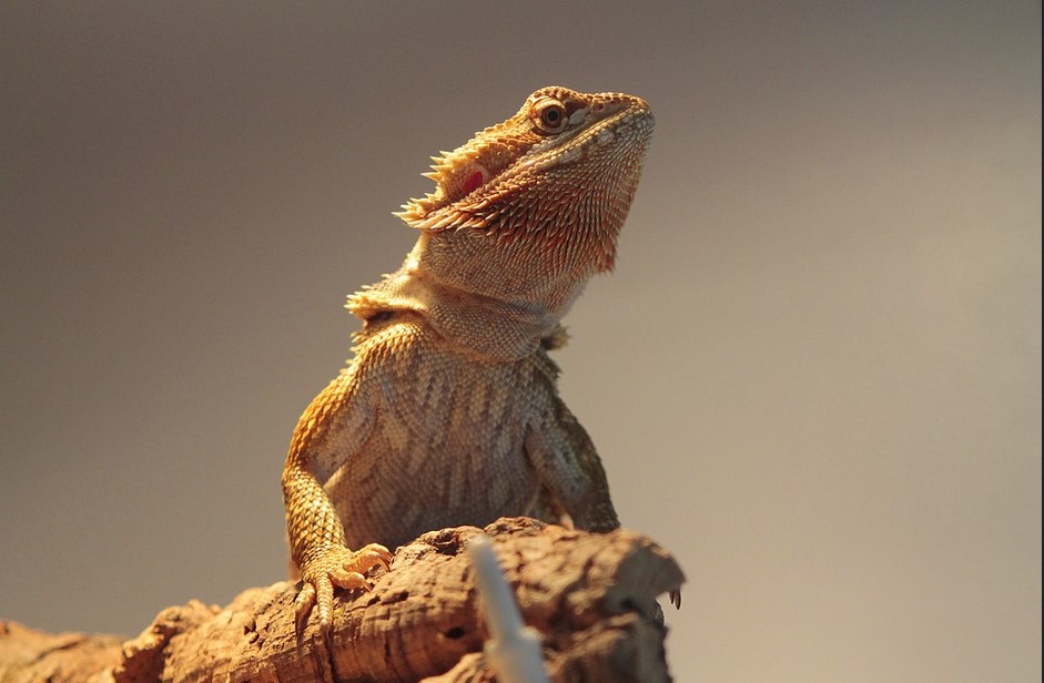 Fun Activities to Do With Your Bearded Dragon WorthvieW