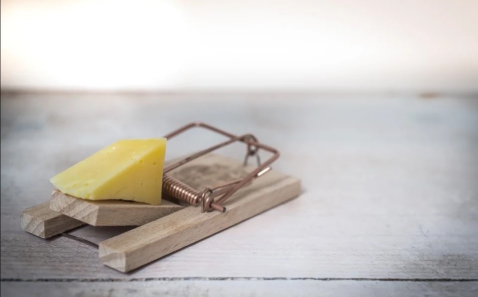 Hiring an Exterminator Vs. DIY: What You Need to Know