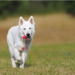Successful Dog Training Tips or How to Build a Comfortable Relations With Your Dog.