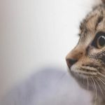 CBD Treats For Cats And Its Benefits For Your Pet