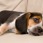 How Can You Tell If Your Pet Is Bored?