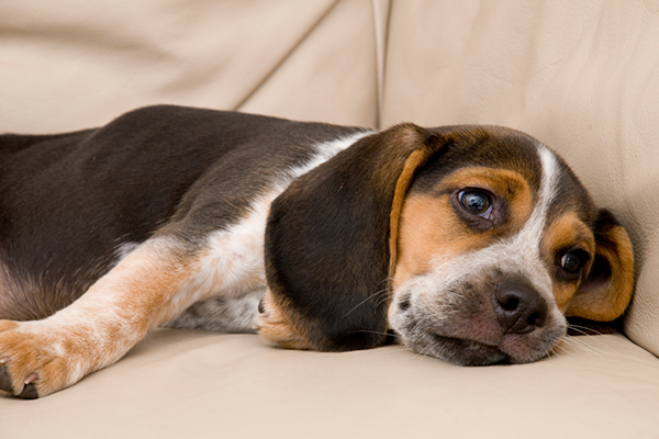 How Can You Tell If Your Pet Is Bored?