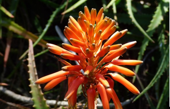 5 Botanical Gardens You Should Put on Your Travel List