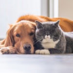 Shopping For CBD Pet Products: Mistakes To Avoid