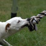 Hurry! Immediately Reach Out To the Dog Bite Lawyers and Get Your Claims