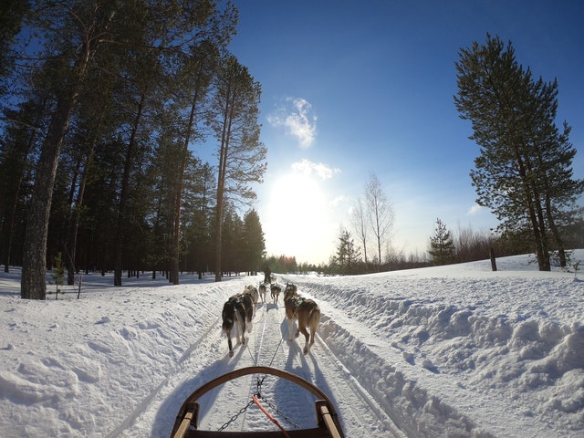 7 Dog Sledding Essentials for Beginners