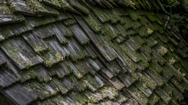 Growth of Vegetation