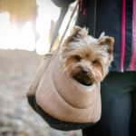Before You Check These Pet Carriers for Airlines, Here’s What You Need to Know