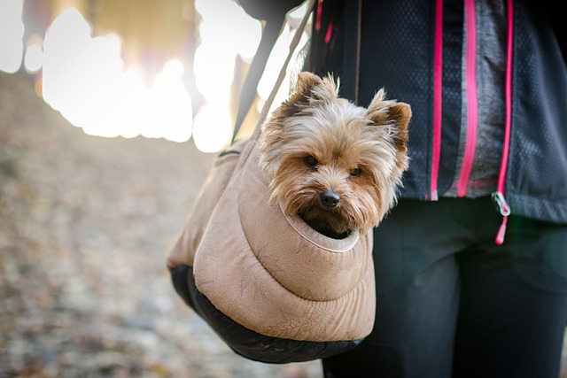 Before You Check These Pet Carriers for Airlines, Here’s What You Need to Know