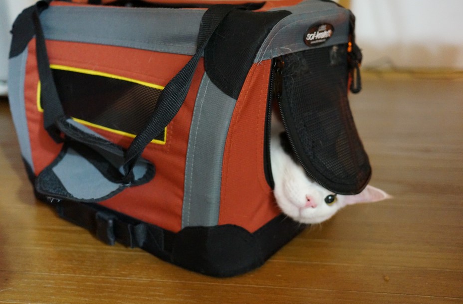 White cat peeking out of a red carrier bag