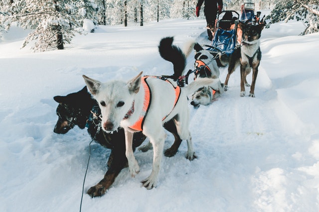 dog sled