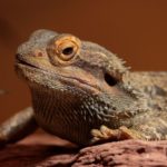 5 Maintenance Tips To Care For Your Bearded Dragon At Home
