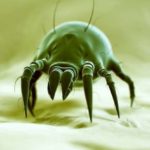How to Find a Good Bed Bug Exterminator