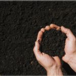 Let’s Explore 6 Secrets To Soil Enrichment For Your Home Garden