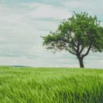 How to Plant a Tree in Your Garden