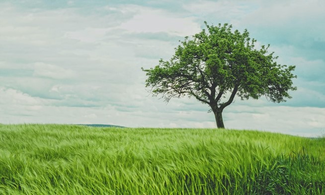 How to Plant a Tree in Your Garden