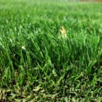 Top Benefits of Gas Trimmers: Is It the Right Tool for You?