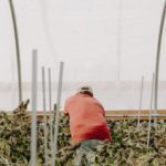 How To Know If It’s A Legitimate Dispensary In Canada