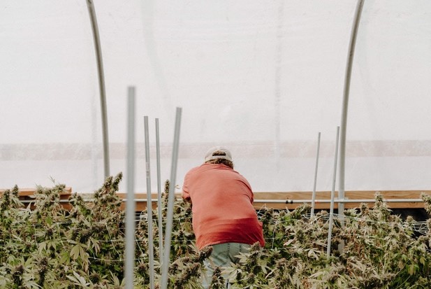 How To Know If It’s A Legitimate Dispensary In Canada