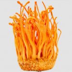 5 Uses and Medicinal Potential of Cordyceps Mushrooms
