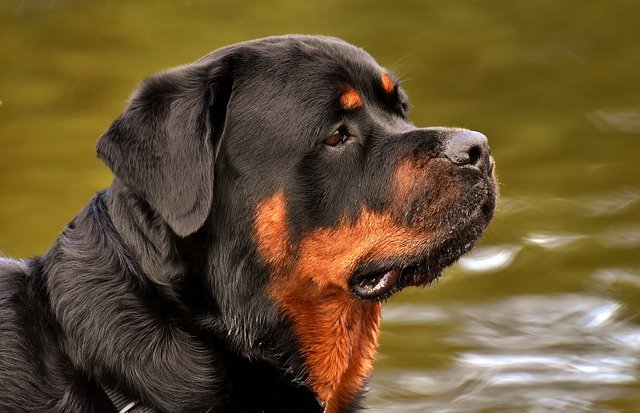 Rottweiler-dog