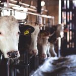 Why Do Cattle Weights Matter?