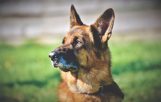 schafer-dog-German Shepherd