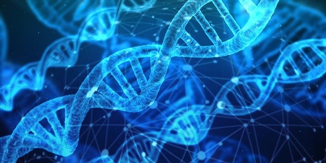Structural Properties of DNA Explained