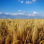 Living on a Human Planet: The Dangers of Modern Agriculture in Our World