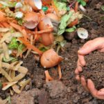 Food Waste Recycling 101: How To Do It Right?