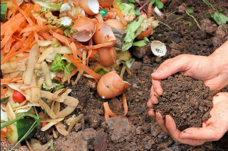 Food Waste Recycling 101: How To Do It Right?
