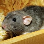 The Most Common Signs of A Rodent Infestation