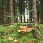 Factors To Consider While Planting A New Tree From Where A Tree Was Abducted