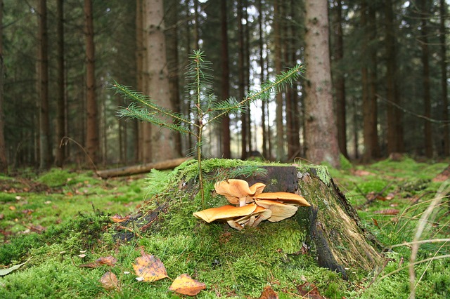 Factors To Consider While Planting A New Tree From Where A Tree Was Abducted