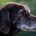 Chocolate Labrador Retrievers: An Introduction to the Breed