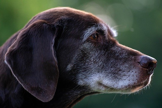 Chocolate Labrador Retrievers: An Introduction to the Breed