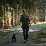 Dog Walker Needed: The Best Reasons Why This Is an Excellent Career Opportunity to Grab