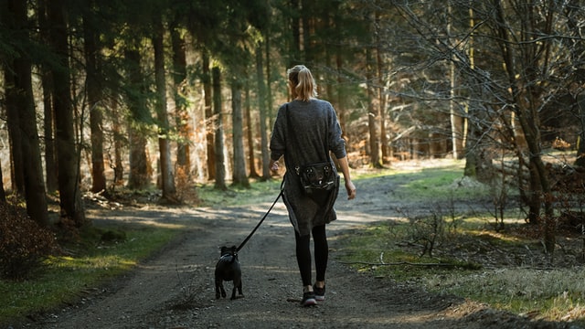 Dog Walker Needed: The Best Reasons Why This Is an Excellent Career Opportunity to Grab