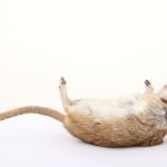 What to Do if You Find a Dead Animal in Your Home