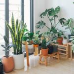 Plants 101: Long Lasting Indoor Plants