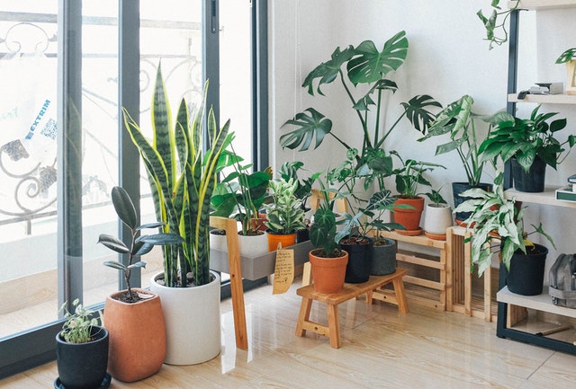 Plants 101: Long Lasting Indoor Plants