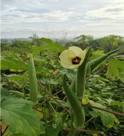 Okra At Home 3