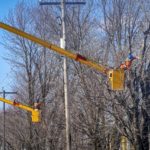 We Offer The Tree Stump Removal Sussex Locals Rely On