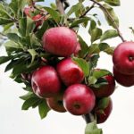Ancaster’s Stephen Gleave on Planting an Orchard