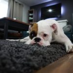 4 Things You’ll Need When You Own a Pet