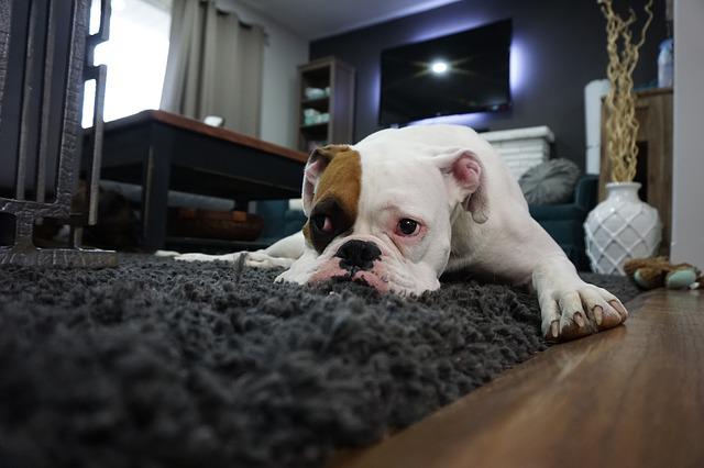 4 Things You’ll Need When You Own a Pet