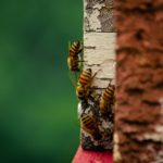 How to Get Rid Of Bees Naturally in Your Garden