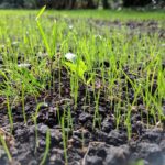 How to Control Your Grass Seed Growth